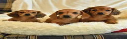 Miniature Dachshund dogs for sale: Otis - Ad 5