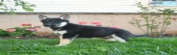 Gerberian Shepsky dogs for sale: Joker  - Ad 2
