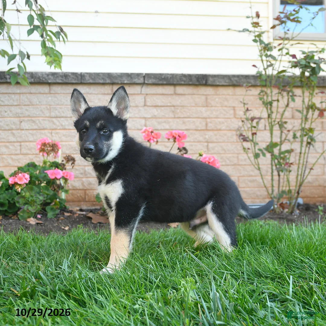 Gerberian Shepsky dogs for sale: Joker  - Ad 2