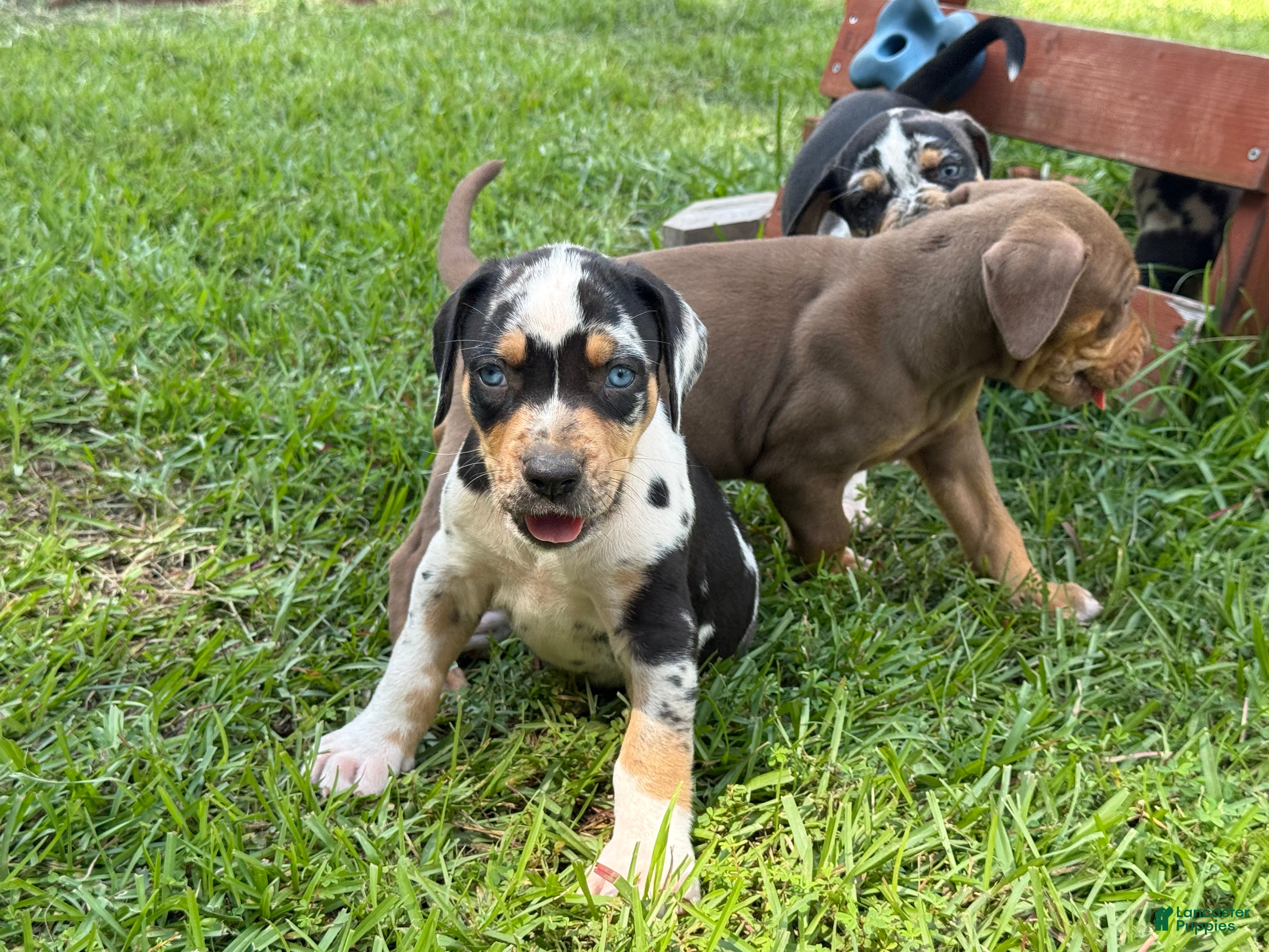 Catahoula Leopard Dog dogs Blue Leopard Boy #3 - Ad 1