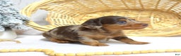 Miniature Dachshund dogs for sale: Latte - Ad 3