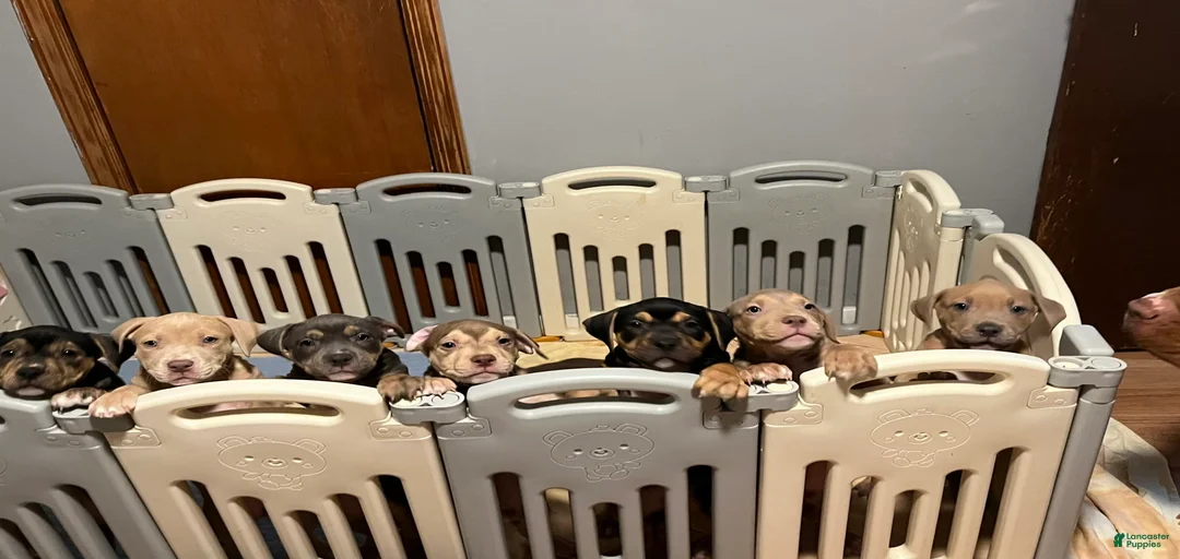 Gallery Image {{count}}