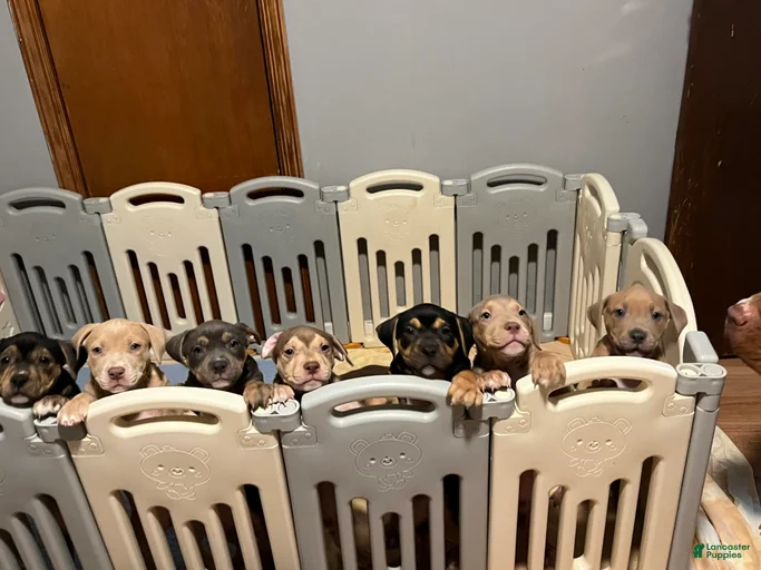 Gallery Image {{count}}