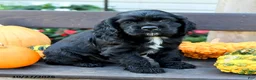 English Cocker Spaniel dogs for sale: Shadow - Ad 2