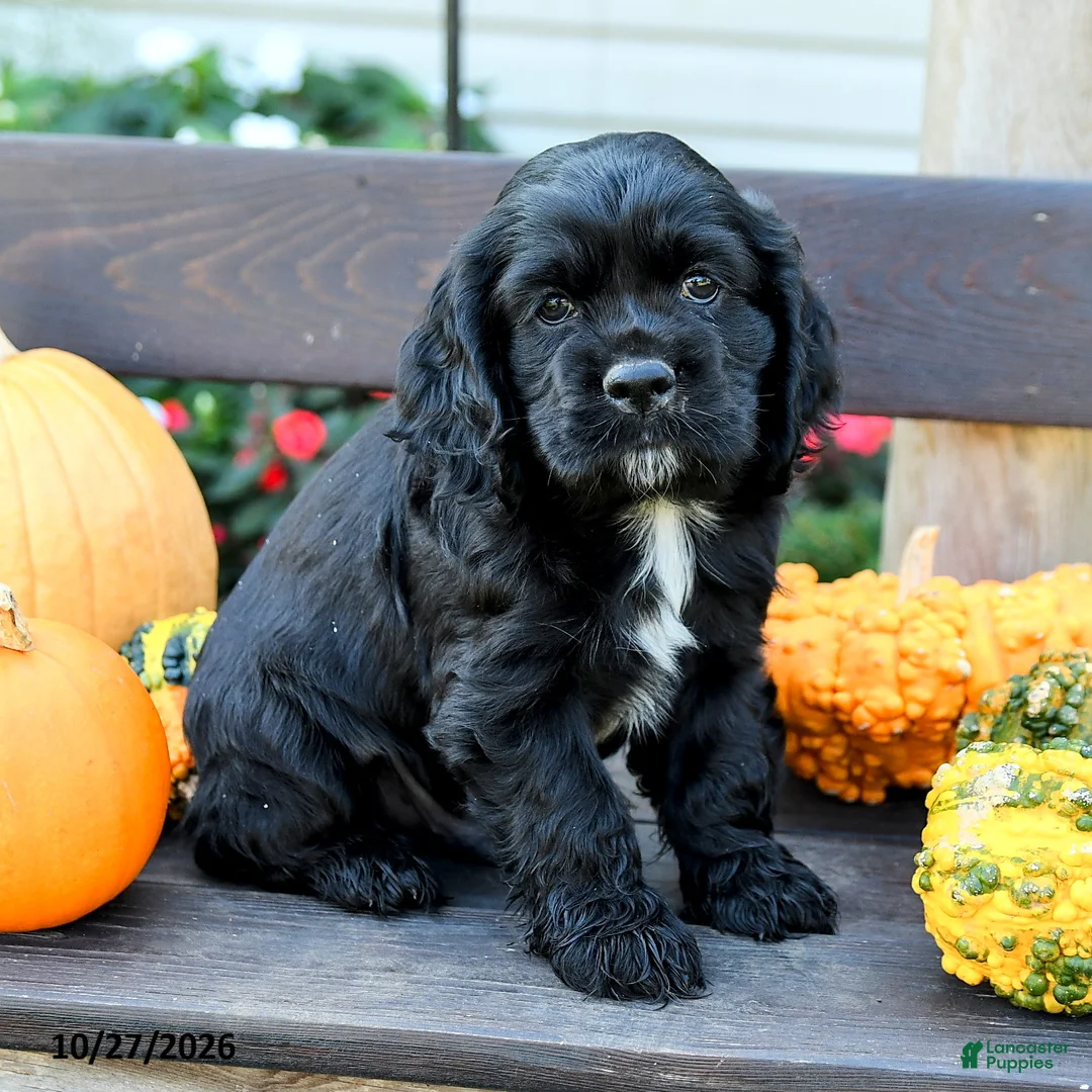 English Cocker Spaniel dogs for sale: Shadow - Ad 2