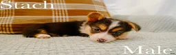 Welsh Corgi Pembroke dogs for sale: Stach - Ad 2
