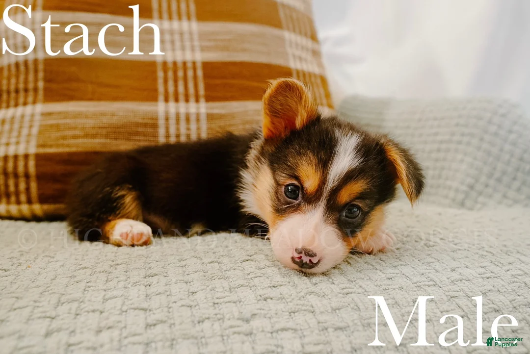 Welsh Corgi Pembroke dogs for sale: Stach - Ad 2
