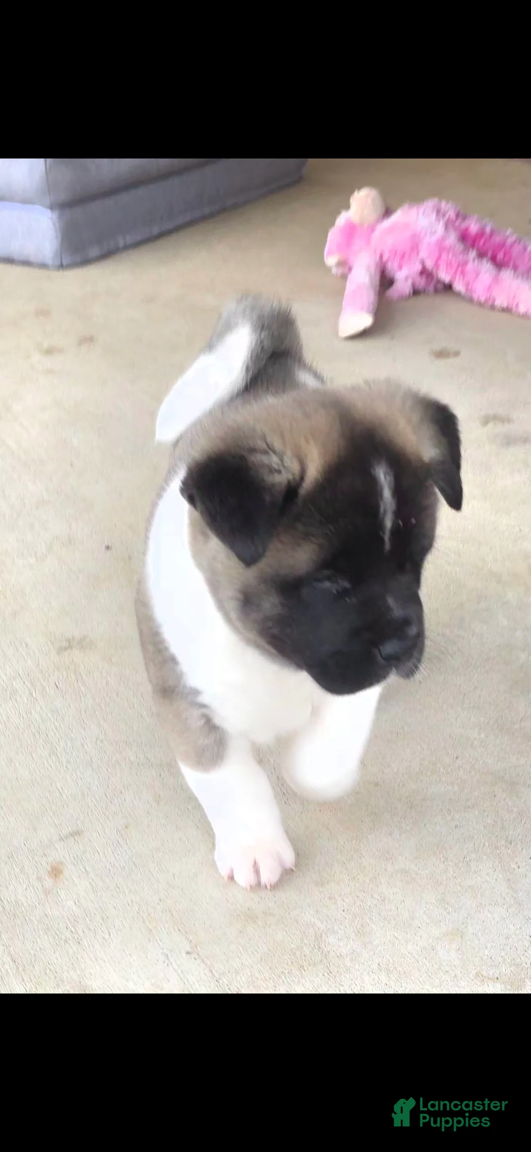Akita dogs for sale: AKC Charm - Ad 1