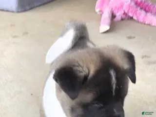 Akita dogs AKC Charm - Ad 25