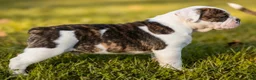 Olde English Bulldogge dogs for sale: Ingrid - Ad 1