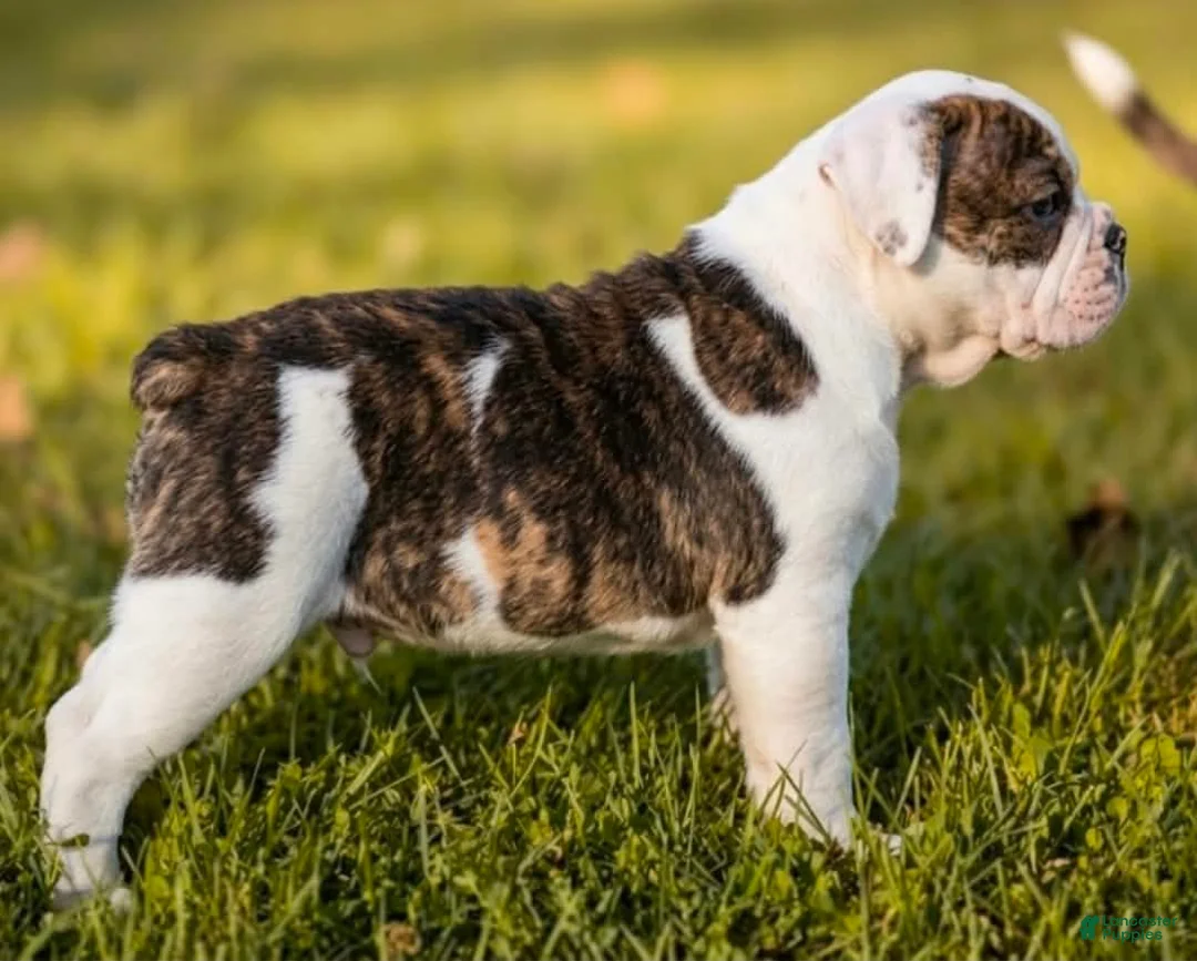 Olde English Bulldogge dogs for sale: Ingrid - Ad 1
