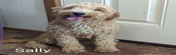 Mini Goldendoodle dogs for sale: Piper - Ad 6