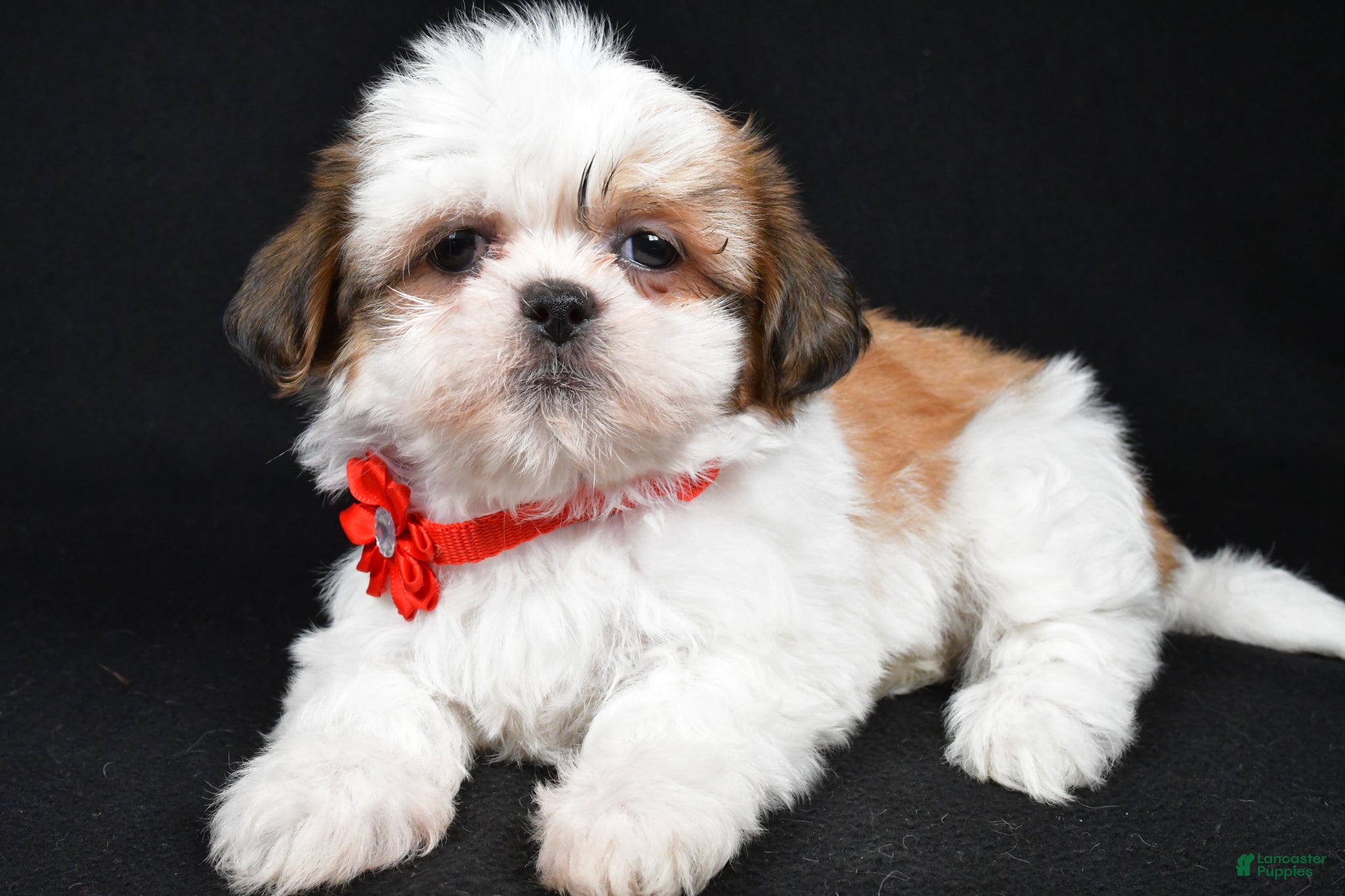 Shih Tzu dogs Sugar - Ad 1