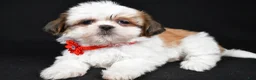 Shih Tzu dogs for sale: Sugar - Ad 1