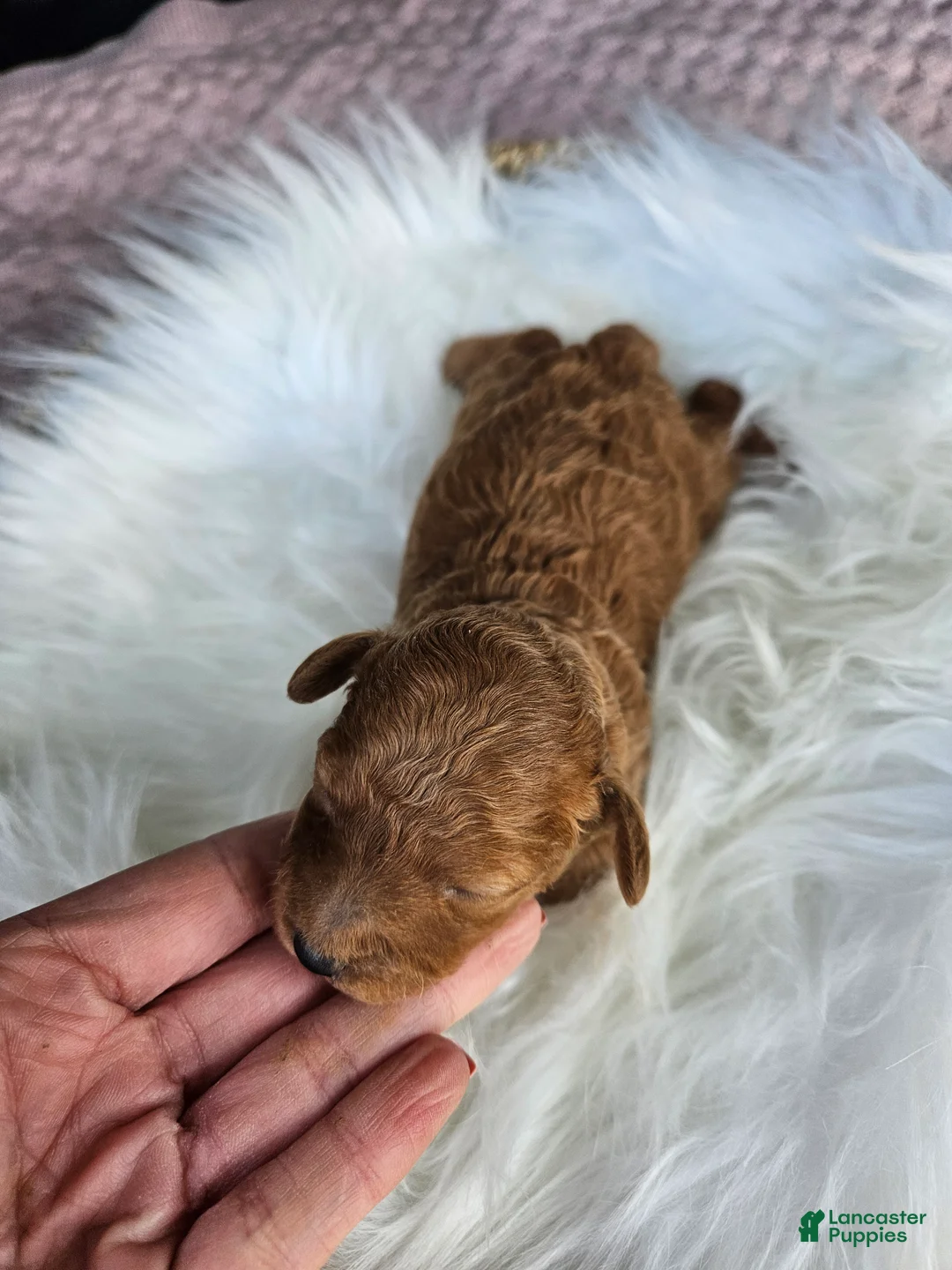 Cavapoo dogs for sale: Waffle - Ad 3