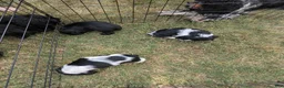 Cocker Spaniel dogs for sale: Cocker Spaniel 3 - Ad 11