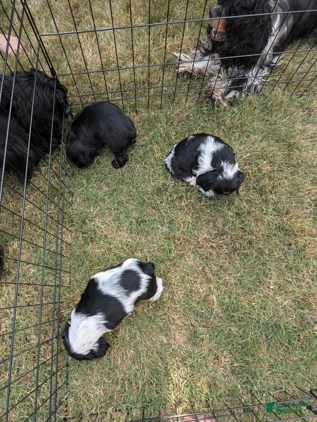 Cocker Spaniel dogs for sale: Cocker Spaniel 3 - Ad 11