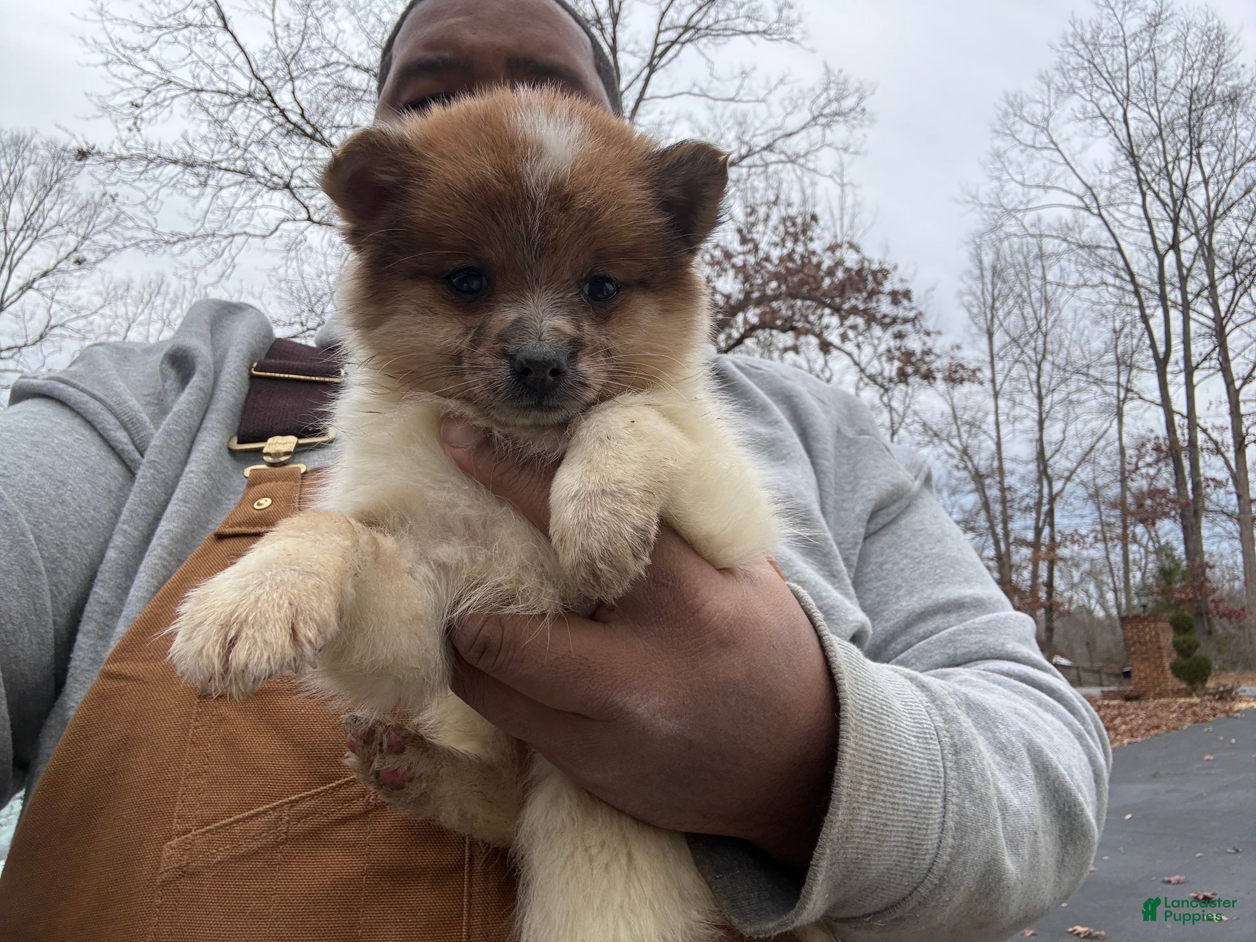 Pomeranian dogs Pomeranian Puppy 2 - Ad 7