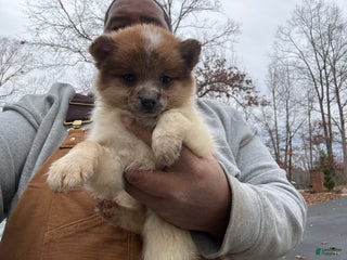 Pomeranian dogs Pomeranian Puppy 2 - Ad 7