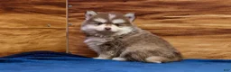 Pomsky dogs for sale: Prince - Ad 7