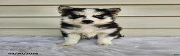 Pomsky dogs for sale: Lisa - Ad 2