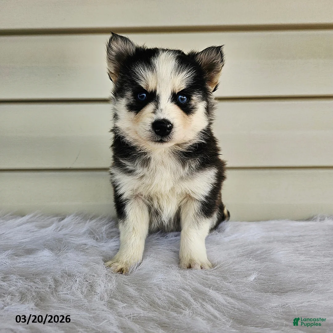 Pomsky dogs for sale: Lisa - Ad 2