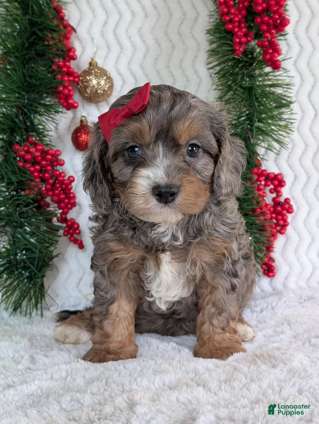 Cavapoo dogs for sale: Asher - Ad 2