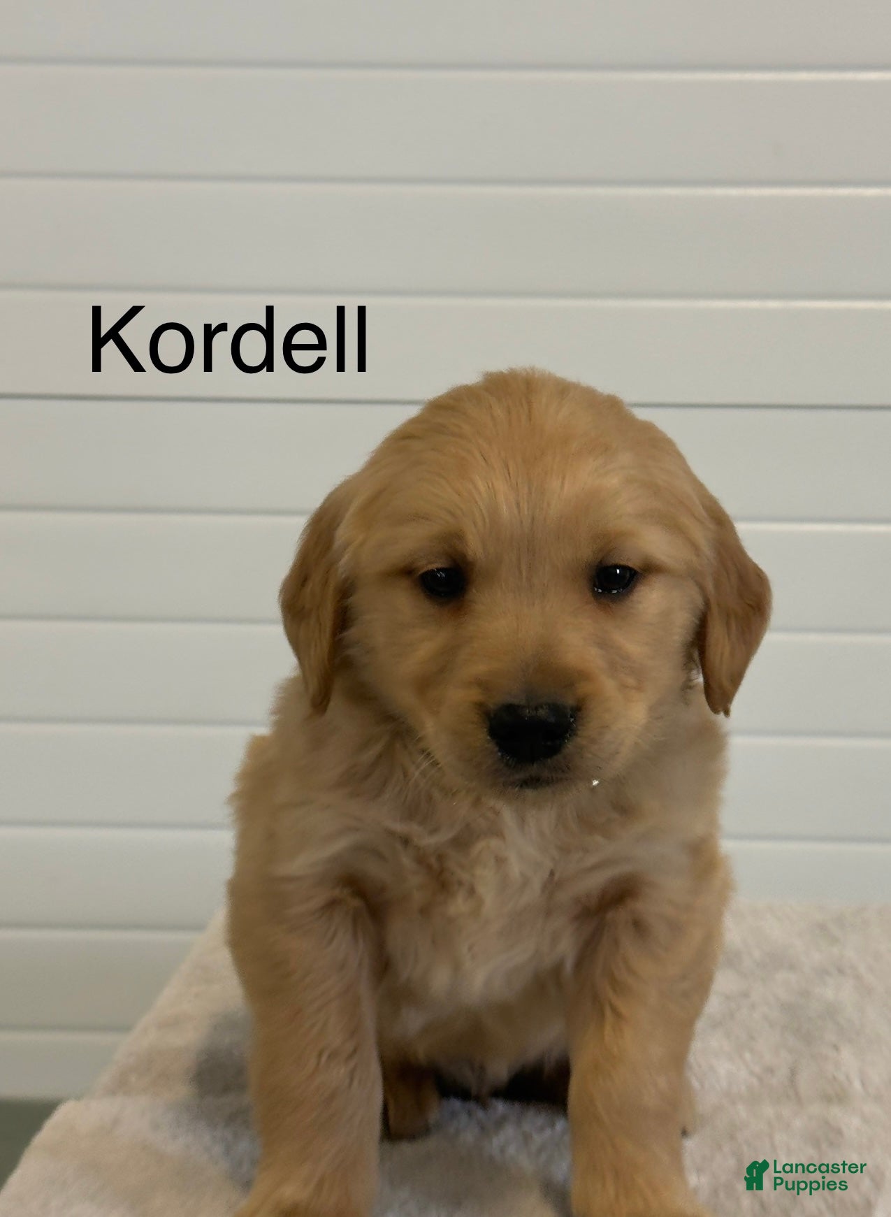 Golden Retriever dogs Kordell - Ad 1