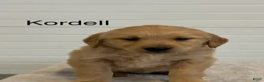 Kordell