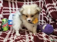 Pomeranian dogs for sale: Frairy Fancy - Ad 4