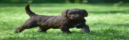 Portuguese Water Dog dogs for sale: Madelyn - Ad 9
