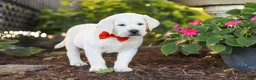 Labrador Retriever dogs for sale: Stormy - Ad 5