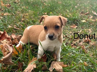 Jack Russell Terrier dogs - Ad 2