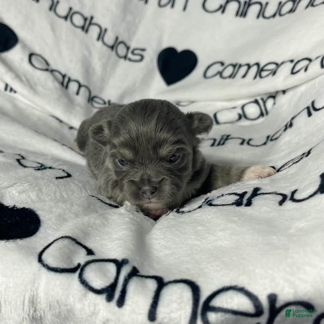 Chihuahua dogs for sale: Fern Blue Long Coat - Ad 7