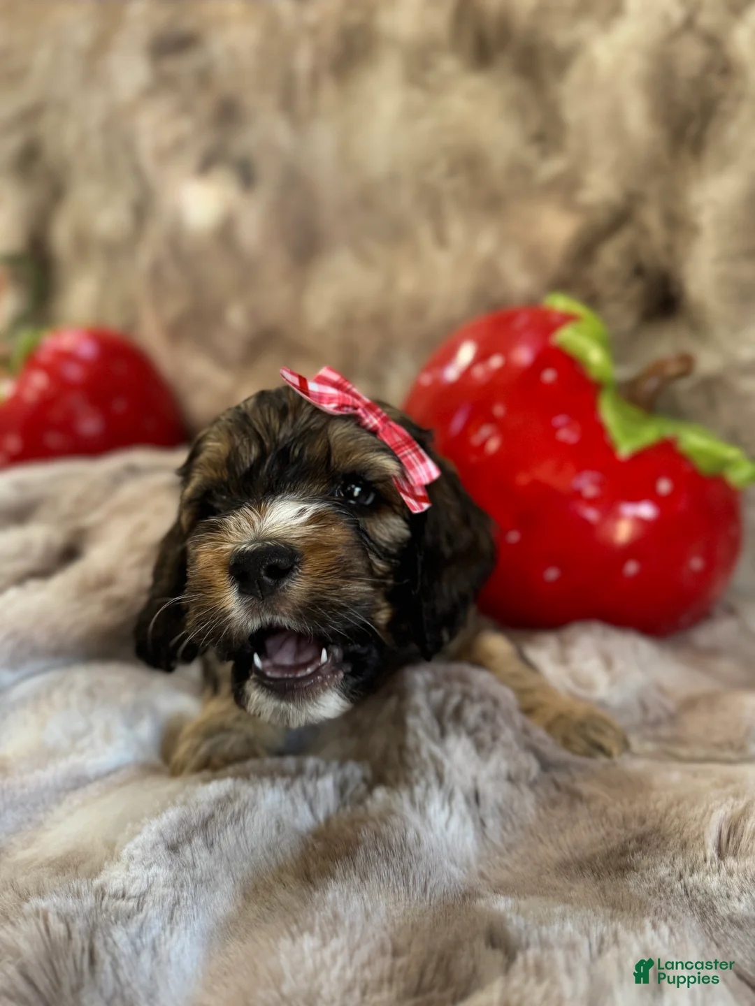 Cockapoo dogs for sale: Cockapoo Puppy 8 - Ad 3