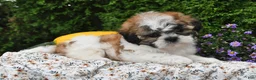 Teddy Bear dogs for sale: Tiger - Ad 4