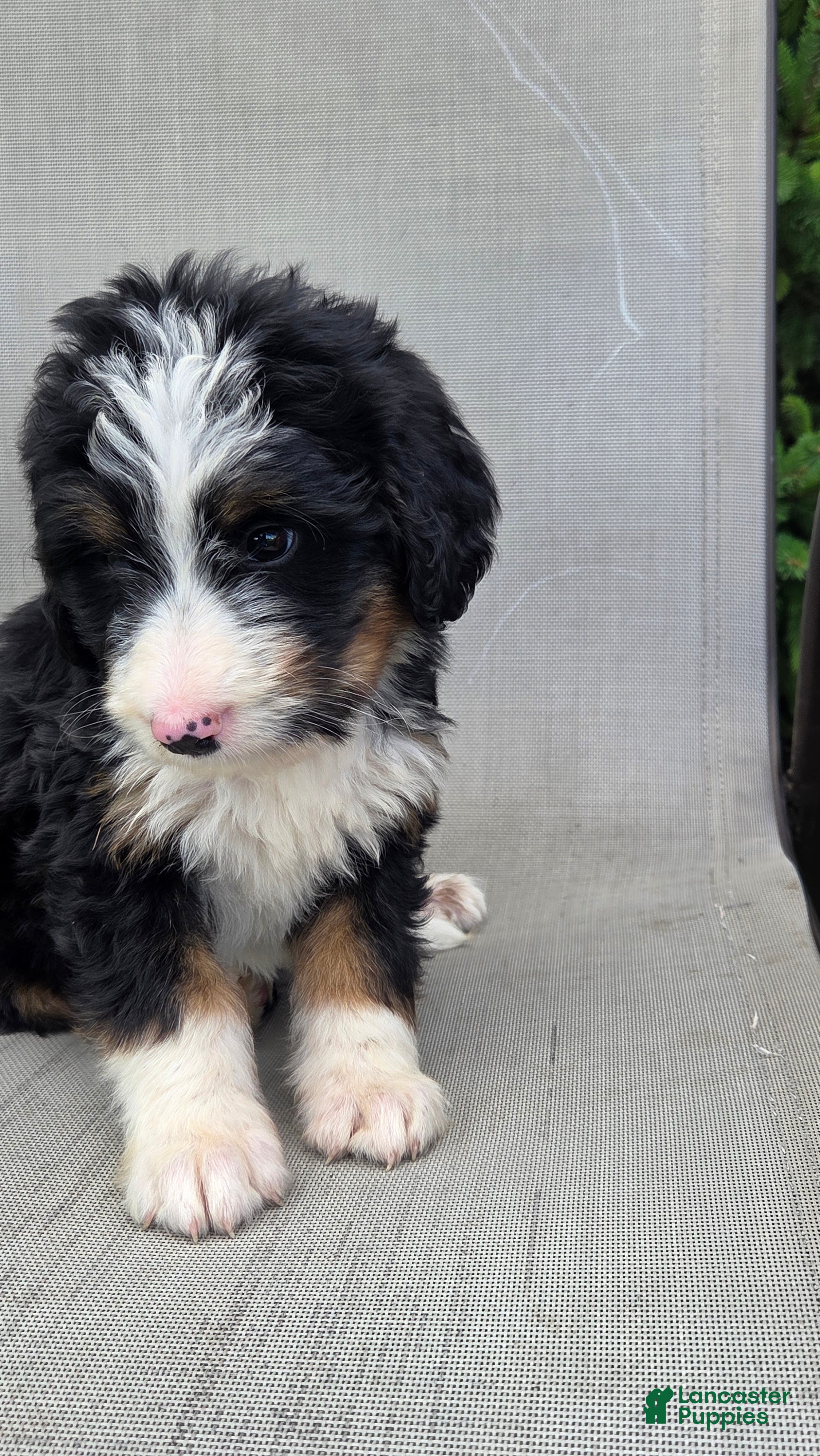 Bernedoodle dogs Bernedoodle Yellow - Ad 2