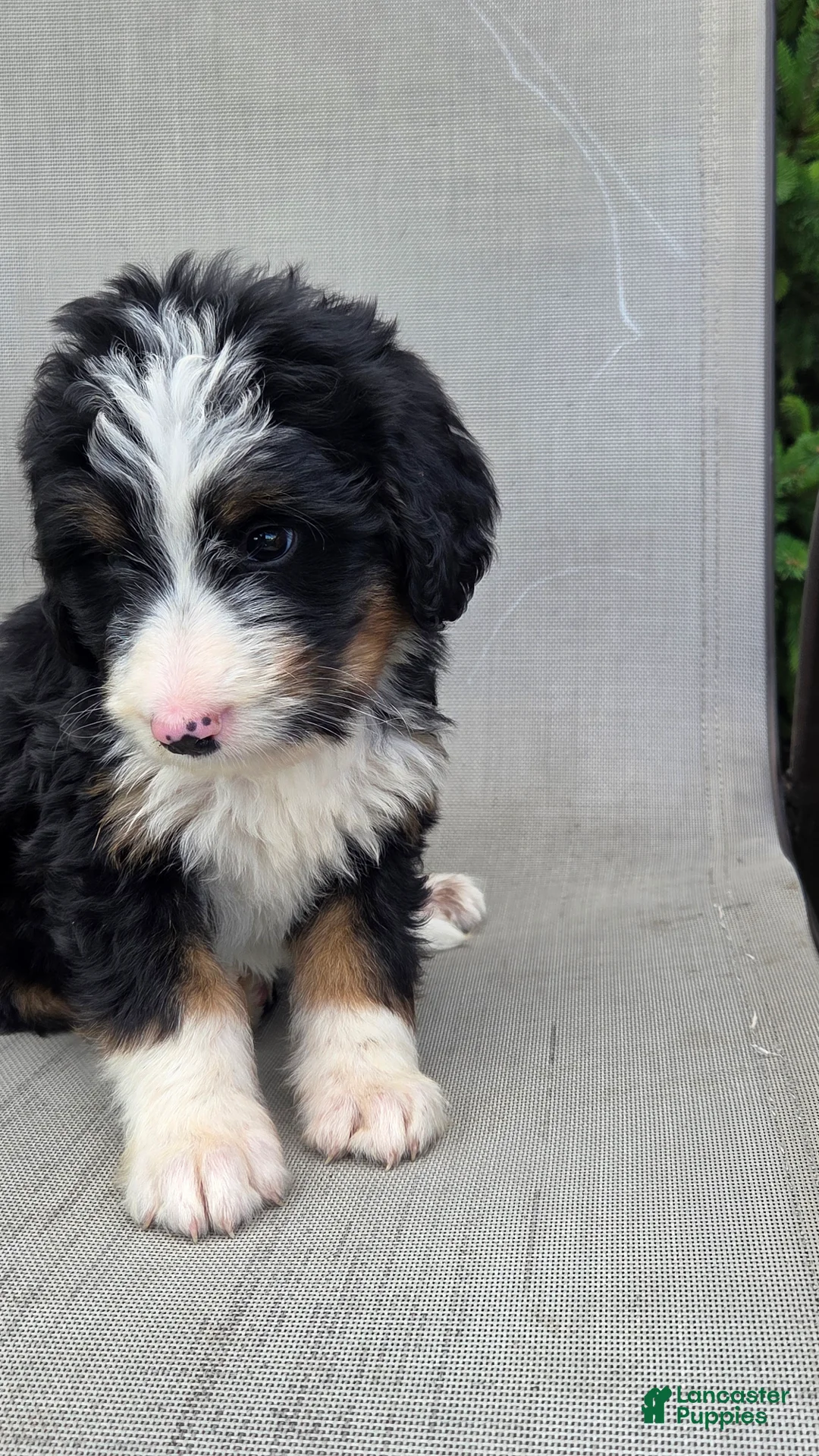 Bernedoodle dogs for sale: Bernedoodle Yellow - Ad 2