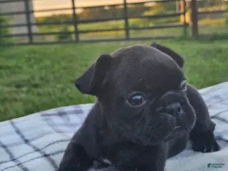 French Bulldog dogs Guava - Ad 34