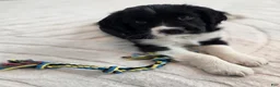 English Springer Spaniel dogs for sale: Caz - Ad 8