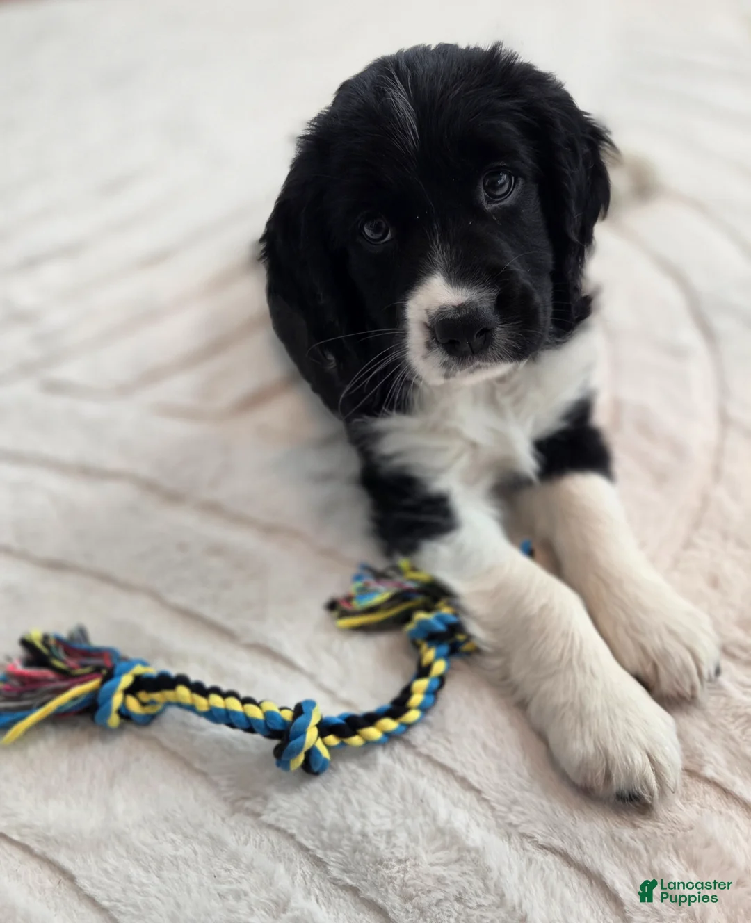 English Springer Spaniel dogs for sale: Caz - Ad 8
