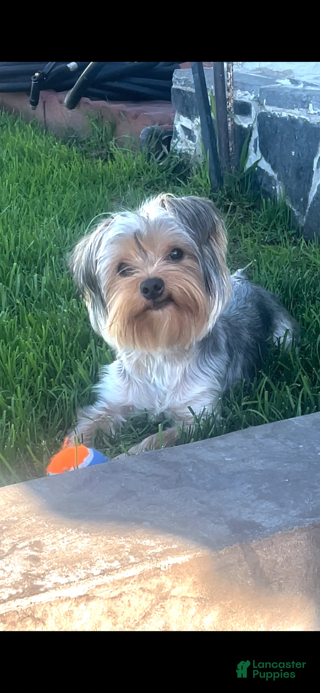 Yorkshire Terrier dogs for sale: Yorkshire Terrier Puppy 1 - Ad 6
