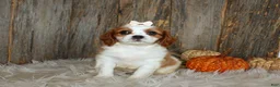 Cavalier King Charles Spaniel dogs for sale: Rose - Ad 6