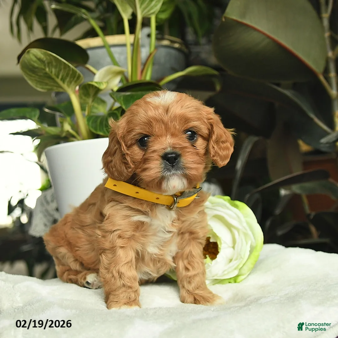 Cavapoo dogs for sale: Melody  - Ad 2