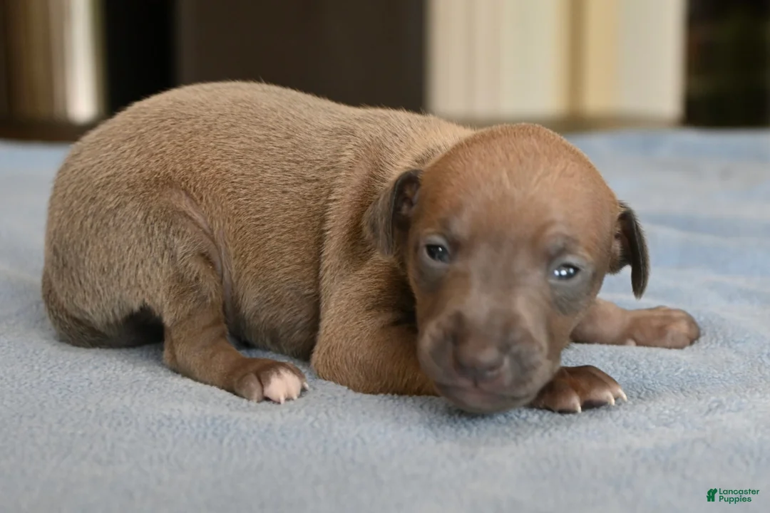 Italian Greyhound dogs for sale: Jaxx - Ad 1