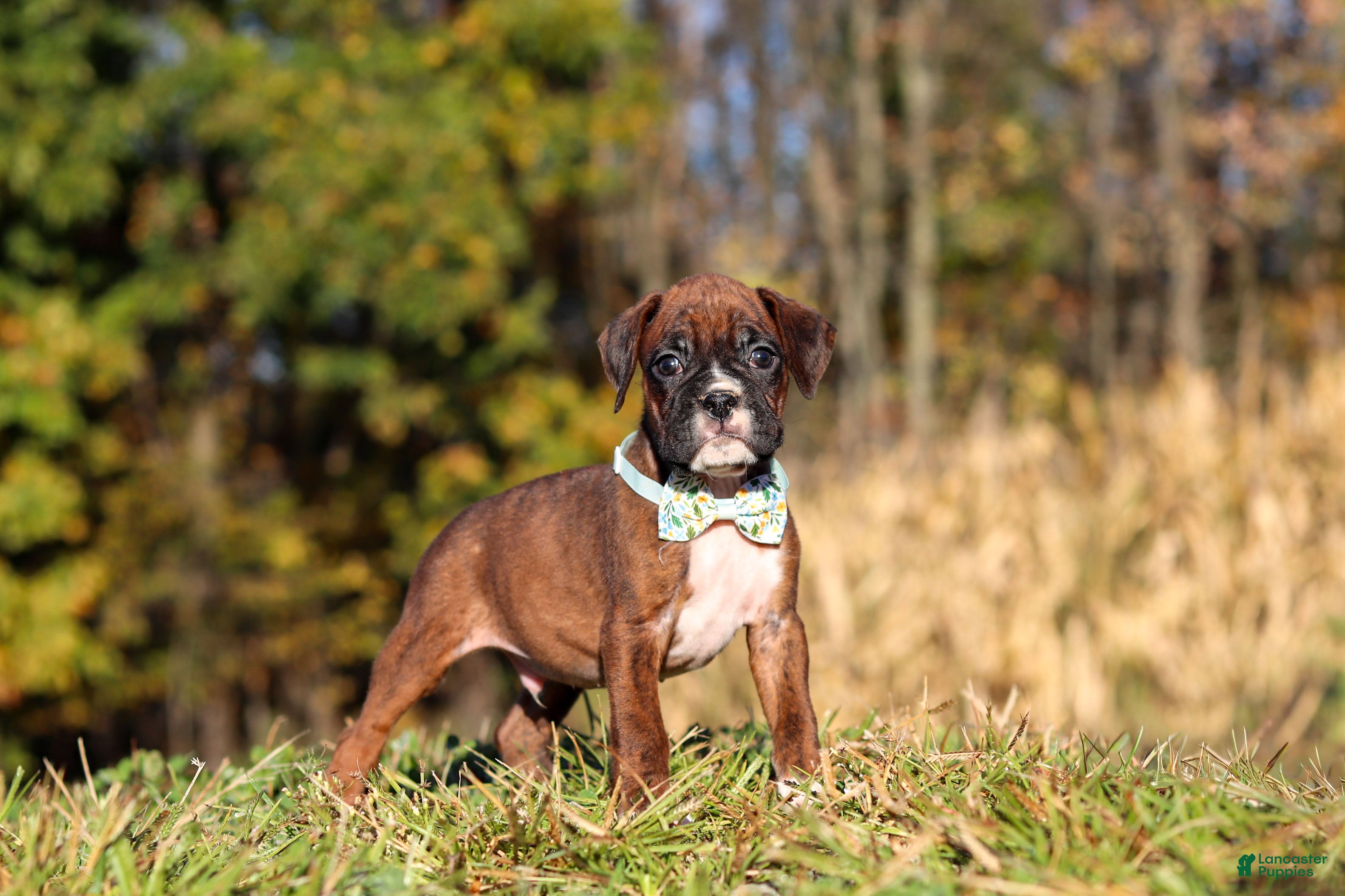 Boxer dogs Maverick - Ad 1