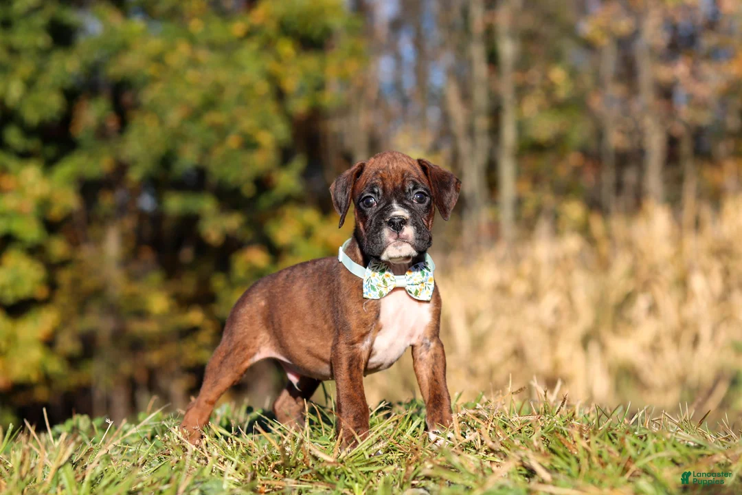 Boxer dogs for sale: Maverick - Ad 1