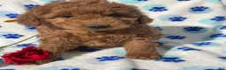 Mini Goldendoodle dogs for sale: Topaz - Ad 3