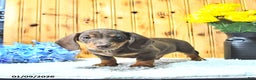 Miniature Dachshund dogs for sale: Samson - Ad 2