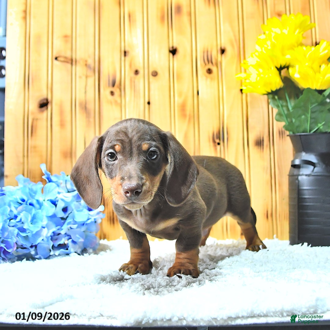 Miniature Dachshund dogs for sale: Samson - Ad 2